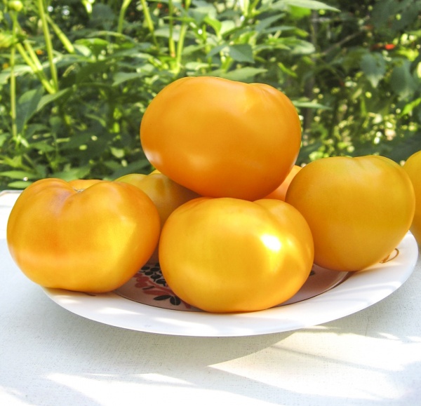 Семена Професійне насіння томат высокорослый Ямамото (KS 10) F1 8 шт. (4820176690784)