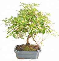 Растение Рододендрон бонсай d15/h25