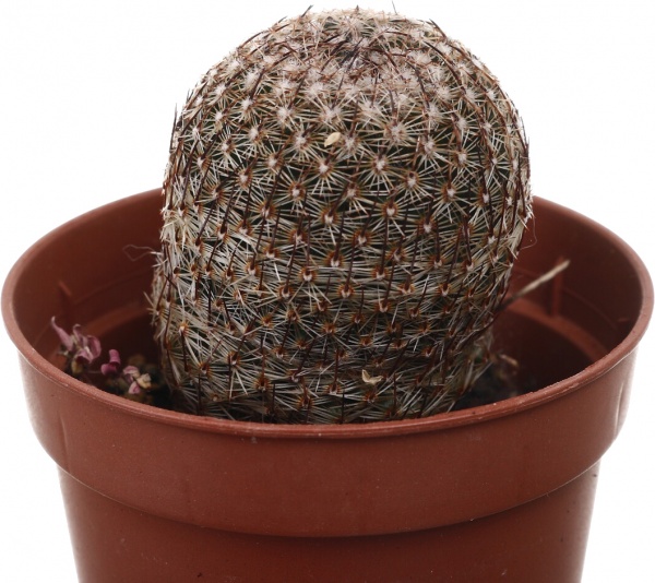 Рослина кімнатна Кактус мікс 5х10 см