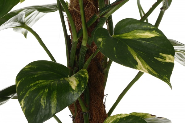 Рослина Сциндапсус 19/80 мост