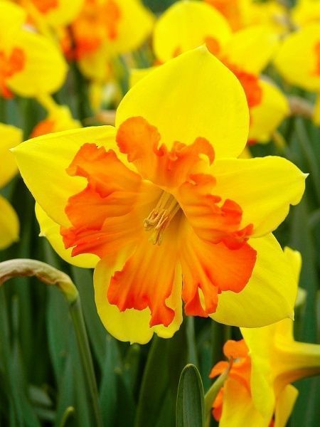 Цибулина TUBERBULB Export B.V. нарциса Конгресс 3 шт. 