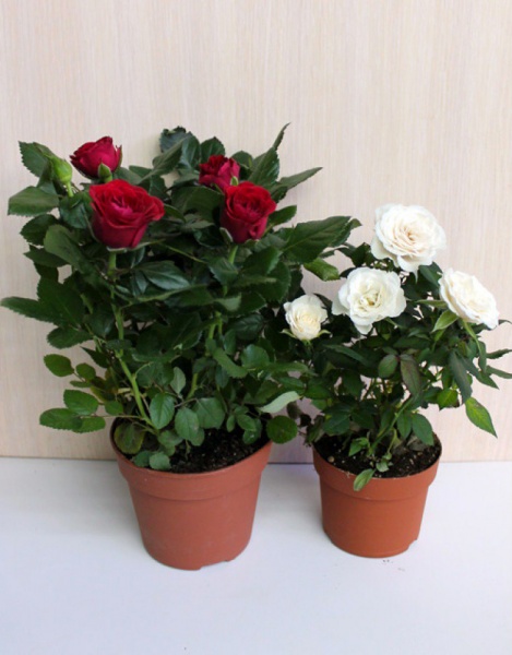 Рослина Троянда С7.5