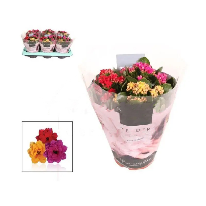 Рослина Каланхоє каландіва 15*25 (мікс в одному горщику)