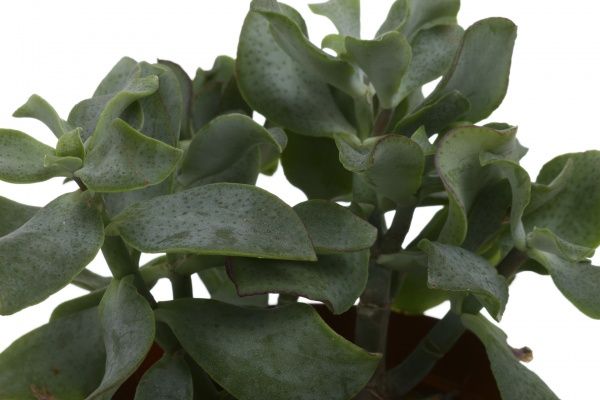 Растение комнатное Суккуленты микс 10.5 см