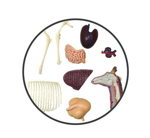 Объемная анатомическая модель 4D Master Жираф FM-622011