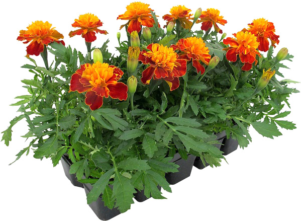 Рослина Тагетес d9