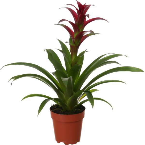 Рослина декоративна Врієзія мікс 12/50