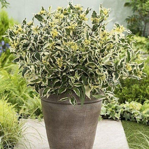 Растение Диервилла сидячолистая Кул Сплеш/ Diervilla sessilifolia 'Cool Splash' С2 /Н 30-40