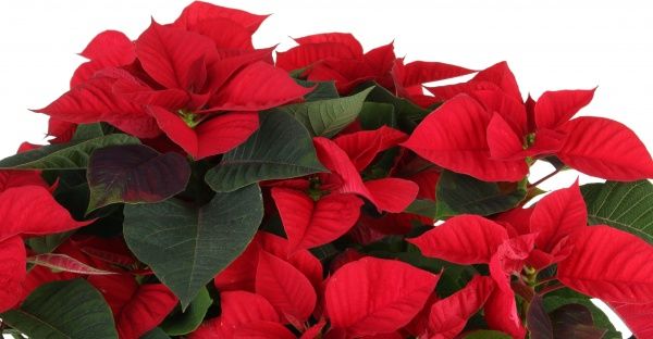 Рослина Пуансетія 25/60 см