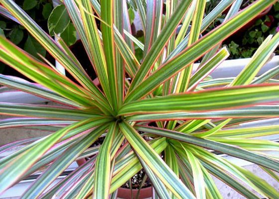 Растение Драцена Bicolor 9х30 см