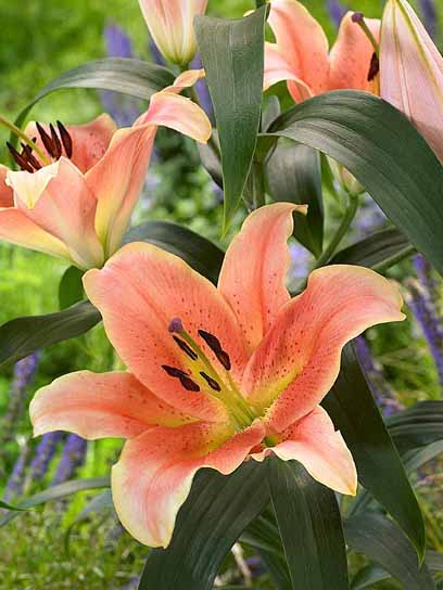 Луковица лилии Зелмира ОТ 1 шт. 