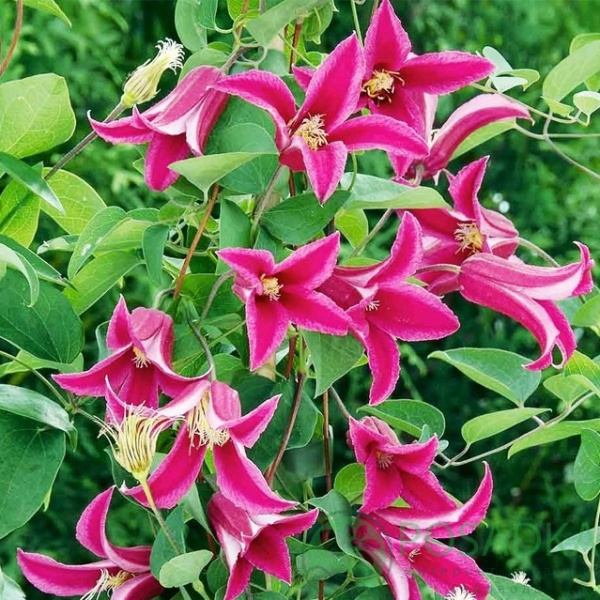 Растение Клематис принцесса диана d11/h40