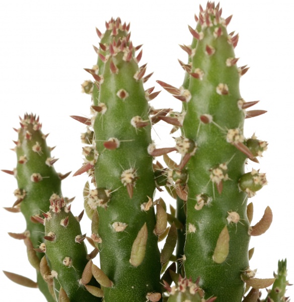 Растение Кактус в цинковом горшке 10x12 см