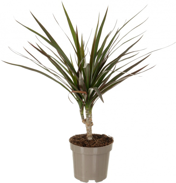 Рослина кімнатна Драцена Маджента d8/h30