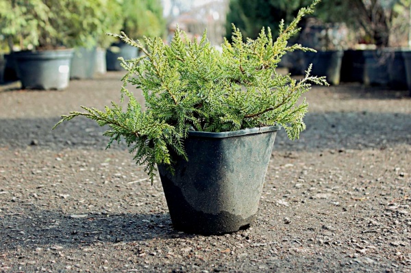 Растение Можжевельник средний Pfitzeriana Compacta (V19-S23 d100-120 C60)
