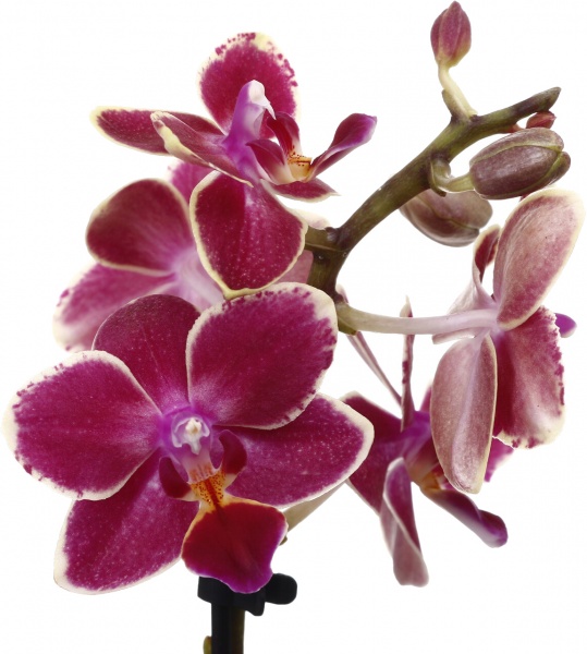 Растение комнатное Фаленопсис мини микс 6х20 см 1 ствол