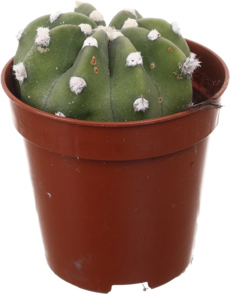 Рослина кімнатна Кактус мікс 5х10 см