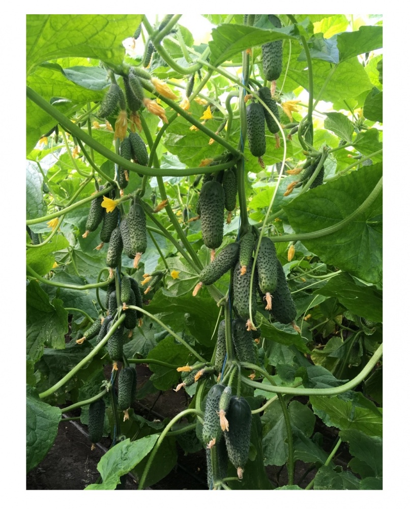 Семена Професійне насіння огурец Мадейра F1 10 шт. (4820176698100)