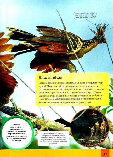 Книга Майкл Лич «Детская энциклопедия животных» 978-966-942-576-8