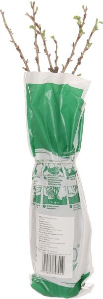 Саженец крыжовника Уайт Смит