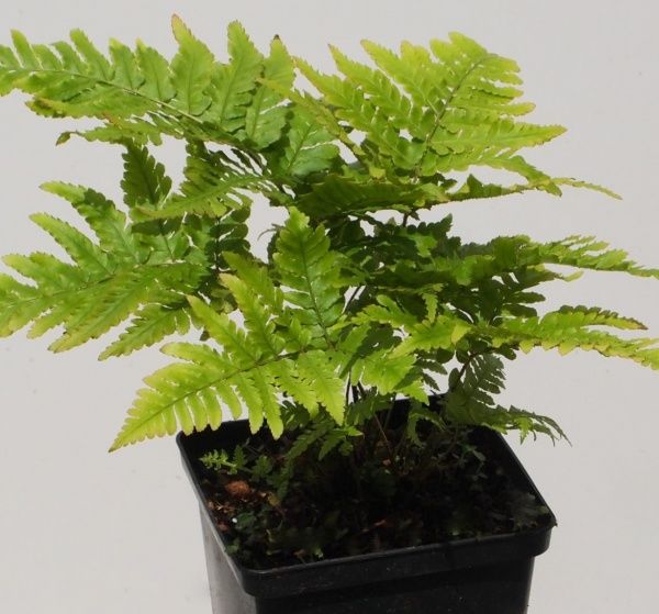Растение декоративное Лотос К Щитовик красносорусовый (Dryopteris erythrosora)