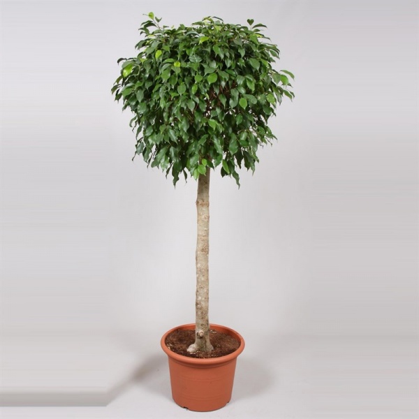 Растение Фикус бенджамина 35*150 на стволе Р11385