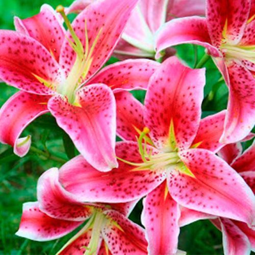 Луковица Лилия ориентальная тигровая Stargazer 1 шт. 