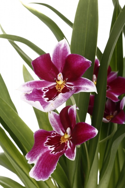 Растение комнатное Мильтония 1 ветка 12х45-55 см