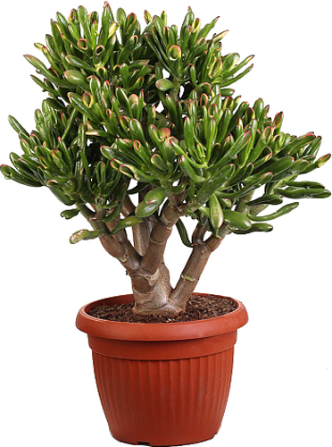 Растение Красула d13