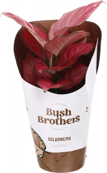 Растение комнатное Аглаонема 12/35 Суматра