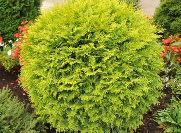 Рослина Туя/ Thuja occidentalis Globosa Aurea С3, D15-20