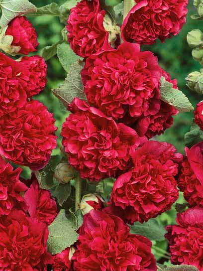 Корневище мальвы махровой красной 1 шт. 