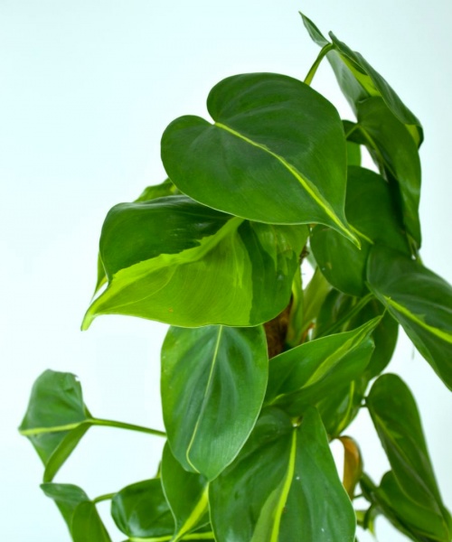 Растение Филодендрон бразил на опоре d17/h75 