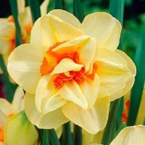 Луковица Нарцисс махровый Дабл Фешн 5 шт. 