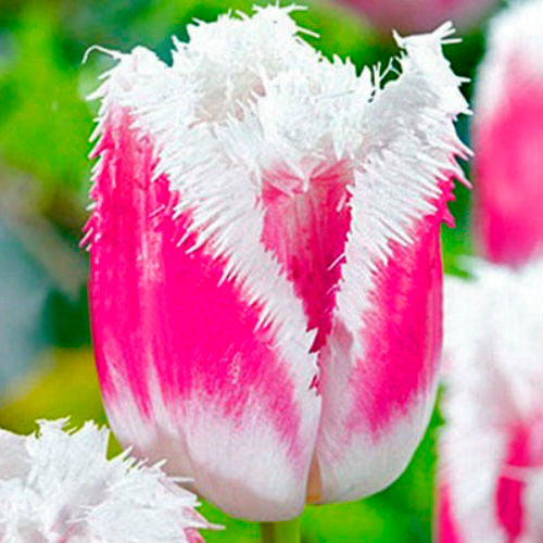 Луковица Яскрава бахромчатый Siesta 3 шт. 