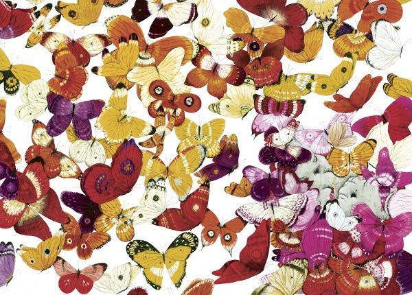 Книга Эдвард ван де Фендел «Книга Один миллион бабочек» 978-617-7537-09-9