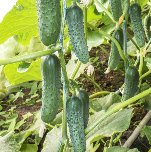 Семена Професійне насіння огурец Гуннар F1 10 шт. (4820176692771)