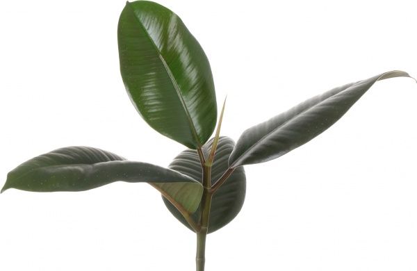 Рослина Фікус elastica Abidjan 12х35 см