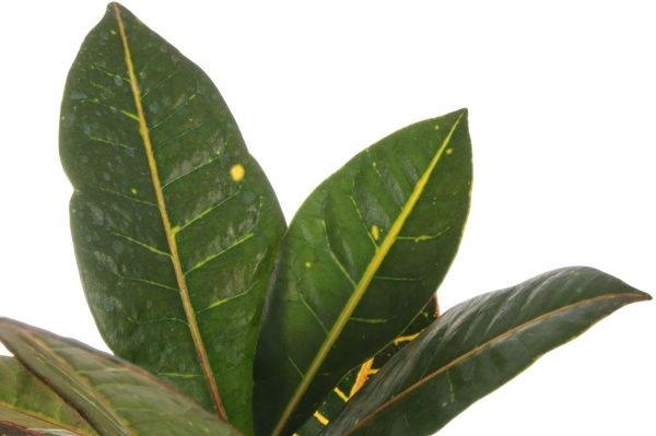 Рослина Кротон Петра 13x35 см