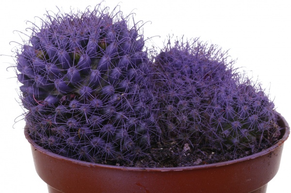 Растение Кактус разноцветный 8/10