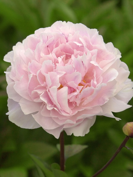 Корневище пиона Конингин Вилгелмина 1 шт. 