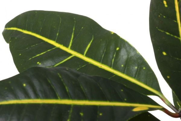 Растение комнатное Кротон микс 13х55 см