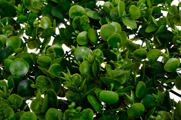 Искусственный коврик каллизия 40x60 см зеленый