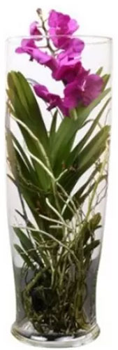 Рослина ванда Cilindervaas в асортименті 30 см