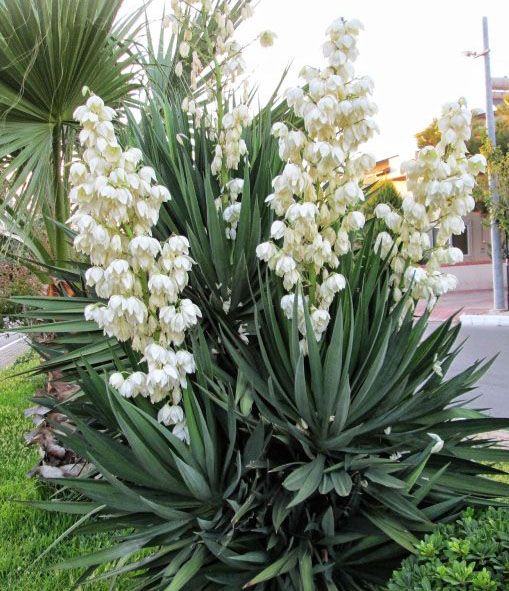 Растение Юкка нитчатая Yucca filamentosa h 50-60 см
