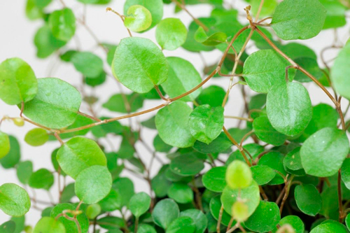 Растение Мюленбекия d12/h14