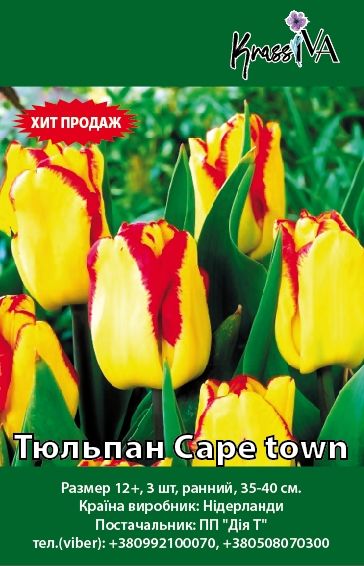 Луковица Тюльпан Cape town 3 шт. 