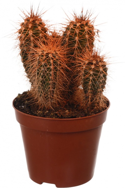 Растение Кактус разноцветный 8/10