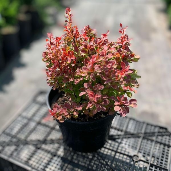 Растение Барбарис Тунберга Admiration (V20-S22 30+ C7.5)