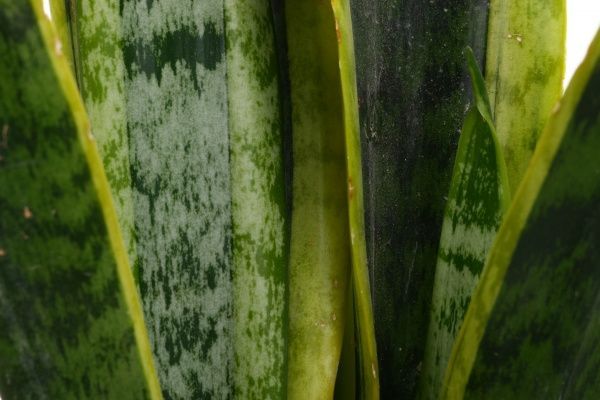 Рослина Сансевієрія d15